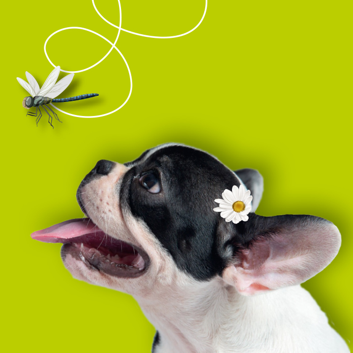 Carrés-magnétiques-7